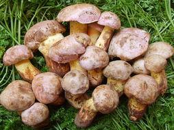 鹅组吃瓜菌,揭秘娱乐圈幕后风云