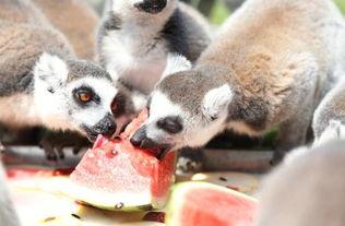 大型动物吃瓜,揭秘大型动物的独特饮食习惯