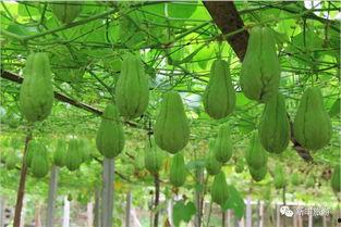 汾阳现场吃瓜,瓜香四溢，夏日炎炎里的欢乐时光