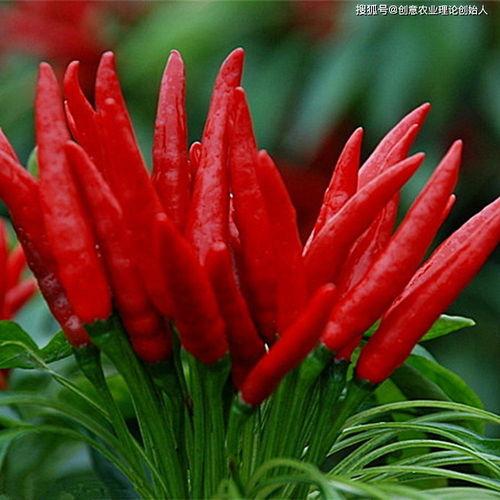 晨曦吃瓜链接,揭秘娱乐圈最新热点事件