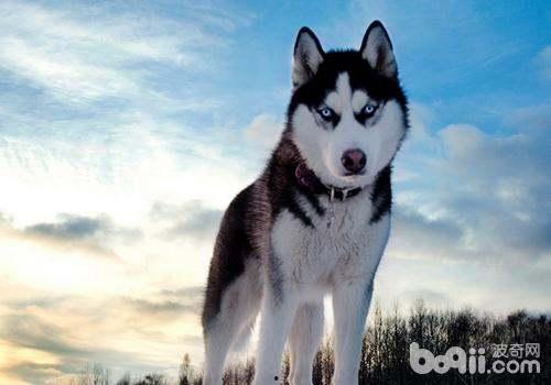 哈士奇吃瓜不会嚼,萌态十足引网友热议