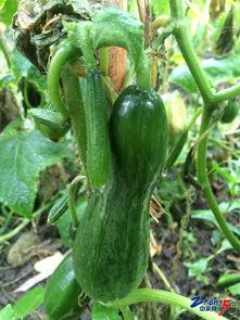 情侣田间吃瓜图片,情侣共享瓜果时光