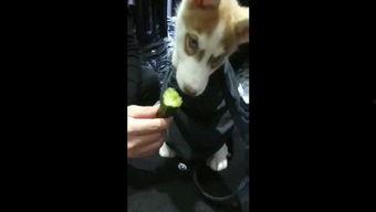 爱犬吃瓜视频全集,萌宠欢乐时光大盘点