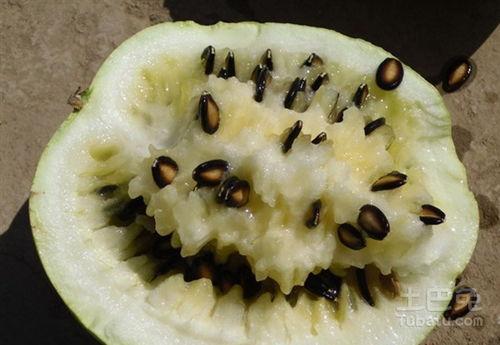 河南人吃籽瓜,舌尖上的乡愁与美食传承