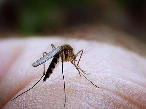 吃瓜小蚊子,吃瓜小蚊子的趣味生活点滴