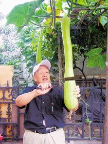 砍瓜切丝怎么吃,美味多变的家常菜式探索