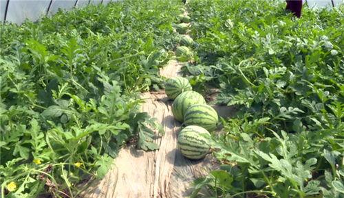 金乡最新吃瓜事件视频