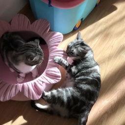 吃瓜直播间猫,猫的趣味日常大揭秘