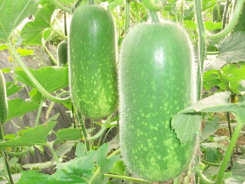 许昌四高吃瓜,揭秘校园里的网络热议