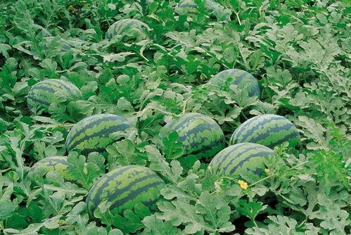 吃瓜南郑,揭秘网络热点的背后故事