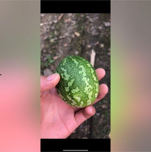 瓜蛋子怎样吃,瓜蛋子多味食法大盘点