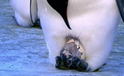 吃瓜的小企鹅,揭秘萌宠的夏日消遣