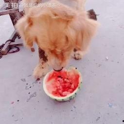 萌宠吃瓜视频